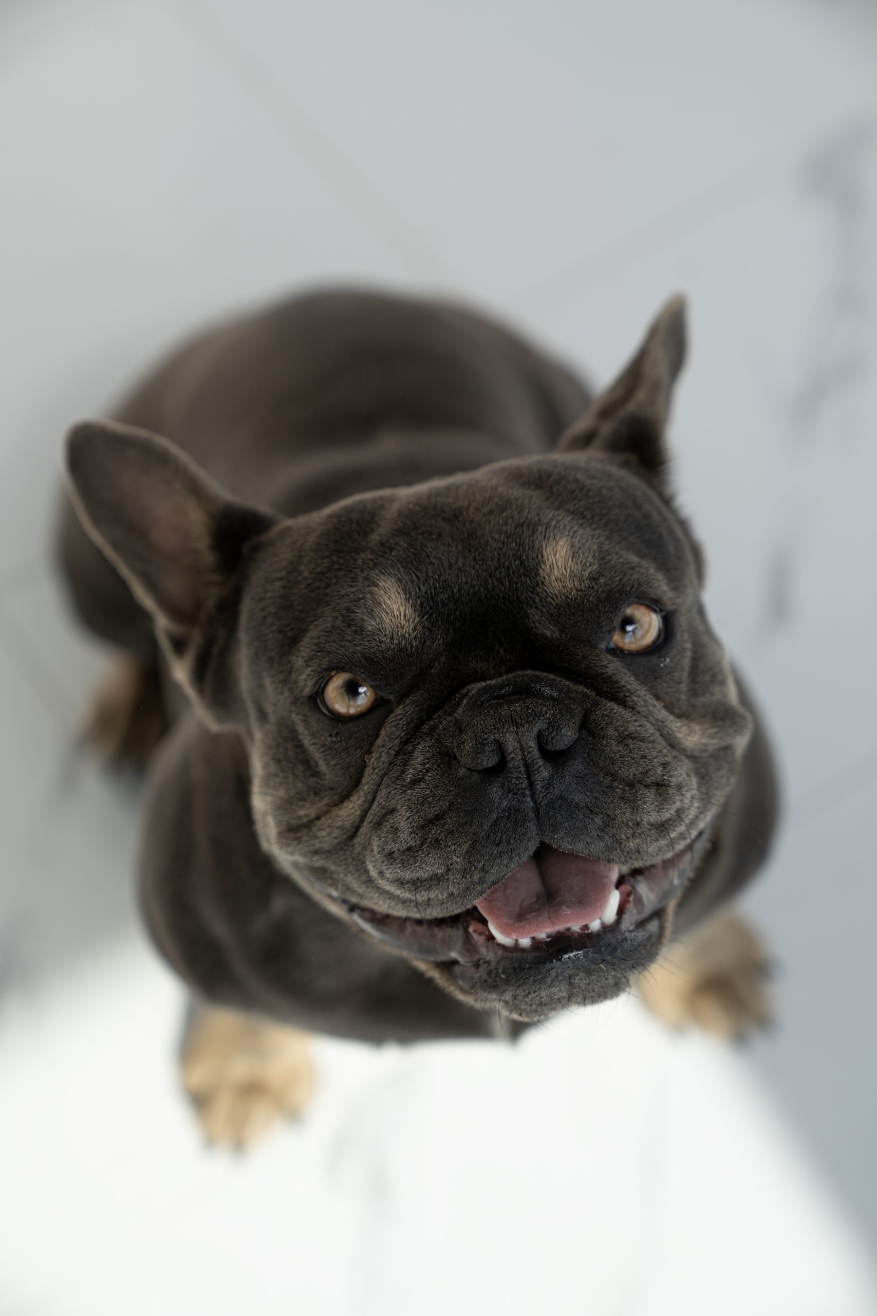 bradfordfrenchies_shadow1