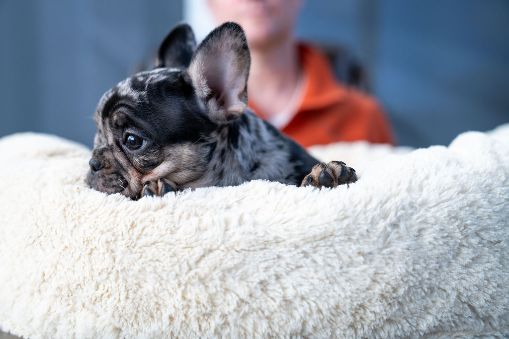 Frenchie Details